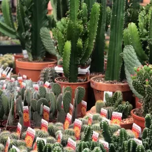 Cactussen & Vetplanten