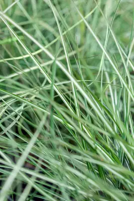 Calamagrostis x acutiflora 'Avalanche' (Struisriet 'Avalanche') - afbeelding 3