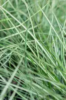 Calamagrostis x acutiflora 'Avalanche' (Struisriet 'Avalanche') - afbeelding 3