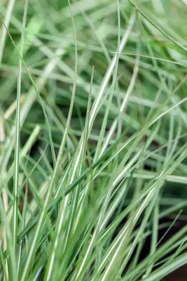 Calamagrostis x acutiflora 'Avalanche' (Struisriet 'Avalanche') - afbeelding 4