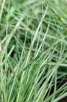 Calamagrostis x acutiflora 'Avalanche' (Struisriet 'Avalanche') - afbeelding 4