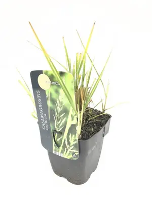 Calamagrostis x acutiflora 'Avalanche' (Struisriet 'Avalanche') - afbeelding 1
