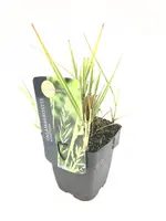 Calamagrostis x acutiflora 'Avalanche' (Struisriet 'Avalanche') - afbeelding 1