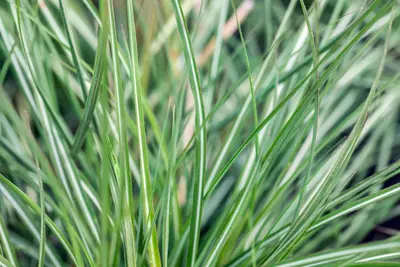 Calamagrostis x acutiflora 'Avalanche' (Struisriet 'Avalanche') - afbeelding 5