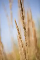 Calamagrostis x acutiflora 'Karl Foerster' (Calamagrostis 'Karl Foerster') - afbeelding 1