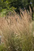 Calamagrostis x acutiflora 'Karl Foerster' (Calamagrostis 'Karl Foerster') - afbeelding 2