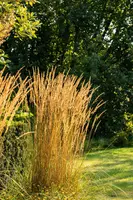 Calamagrostis x acutiflora 'Karl Foerster' (Calamagrostis 'Karl Foerster') - afbeelding 8