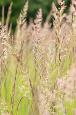 Calamagrostis x acutiflora 'Karl Foerster' (Calamagrostis 'Karl Foerster') - afbeelding 10