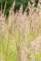 Calamagrostis x acutiflora 'Karl Foerster' (Calamagrostis 'Karl Foerster') - afbeelding 10