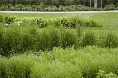 Calamagrostis x acutiflora 'Karl Foerster' (Calamagrostis 'Karl Foerster') - afbeelding 3