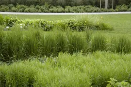 Calamagrostis x acutiflora 'Karl Foerster' (Calamagrostis 'Karl Foerster') - afbeelding 3