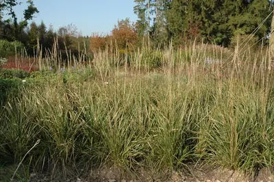 Calamagrostis x acutiflora 'Karl Foerster' (Calamagrostis 'Karl Foerster') - afbeelding 4