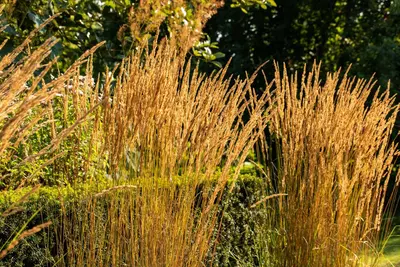 Calamagrostis x acutiflora 'Karl Foerster' (Calamagrostis 'Karl Foerster') - afbeelding 5