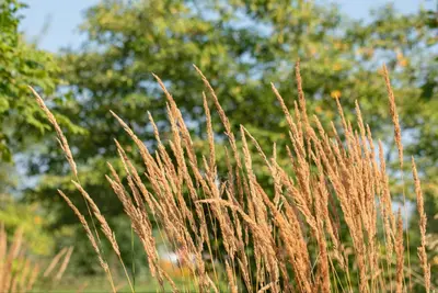 Calamagrostis x acutiflora 'Karl Foerster' (Calamagrostis 'Karl Foerster') - afbeelding 6