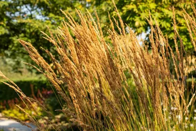 Calamagrostis x acutiflora 'Karl Foerster' (Calamagrostis 'Karl Foerster') - afbeelding 7