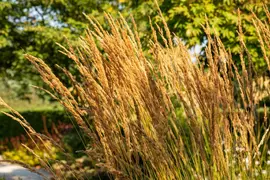 Calamagrostis x acutiflora 'Karl Foerster' (Calamagrostis 'Karl Foerster') - afbeelding 7