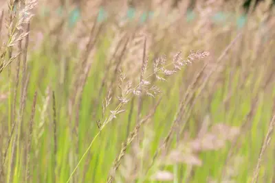 Calamagrostis x acutiflora 'Karl Foerster' (Calamagrostis 'Karl Foerster') - afbeelding 9