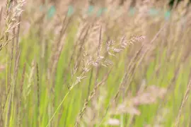 Calamagrostis x acutiflora 'Karl Foerster' (Calamagrostis 'Karl Foerster') - afbeelding 9