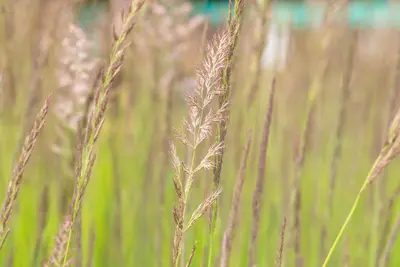 Calamagrostis x acutiflora 'Karl Foerster' (Calamagrostis 'Karl Foerster') - afbeelding 11