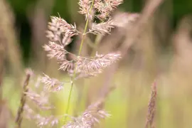 Calamagrostis x acutiflora 'Karl Foerster' (Calamagrostis 'Karl Foerster') - afbeelding 12