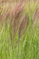 Calamagrostis x acutiflora 'Overdam' (Calamagrostis 'Overdam') - afbeelding 2