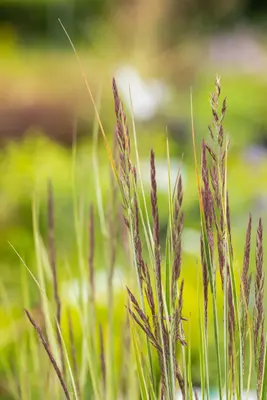 Calamagrostis x acutiflora 'Overdam' (Calamagrostis 'Overdam') - afbeelding 6