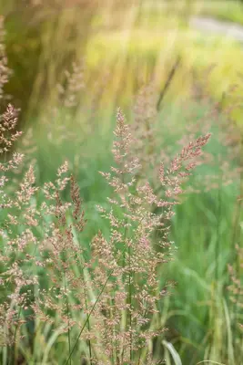 Calamagrostis x acutiflora 'Overdam' (Calamagrostis 'Overdam') - afbeelding 3