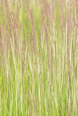 Calamagrostis x acutiflora 'Overdam' (Calamagrostis 'Overdam') - afbeelding 9