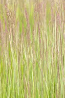 Calamagrostis x acutiflora 'Overdam' (Calamagrostis 'Overdam') - afbeelding 9
