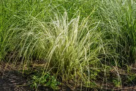 Calamagrostis x acutiflora 'Overdam' (Calamagrostis 'Overdam') - afbeelding 4