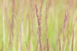 Calamagrostis x acutiflora 'Overdam' (Calamagrostis 'Overdam') - afbeelding 8