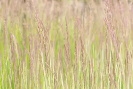 Calamagrostis x acutiflora 'Overdam' (Calamagrostis 'Overdam') - afbeelding 10