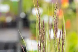 Calamagrostis x acutiflora 'Overdam' (Calamagrostis 'Overdam') - afbeelding 5