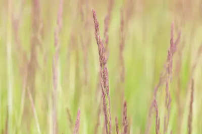 Calamagrostis x acutiflora 'Overdam' (Calamagrostis 'Overdam') - afbeelding 8