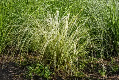 Calamagrostis x acutiflora 'Overdam' (Calamagrostis 'Overdam') - afbeelding 4