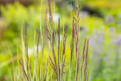 Calamagrostis x acutiflora 'Overdam' (Calamagrostis 'Overdam') - afbeelding 7