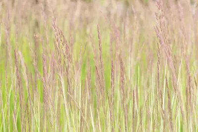 Calamagrostis x acutiflora 'Overdam' (Calamagrostis 'Overdam') - afbeelding 10