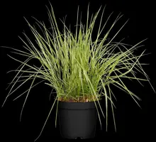 Calamagrostis x acutiflora 'Overdam' (Calamagrostis 'Overdam') - afbeelding 1