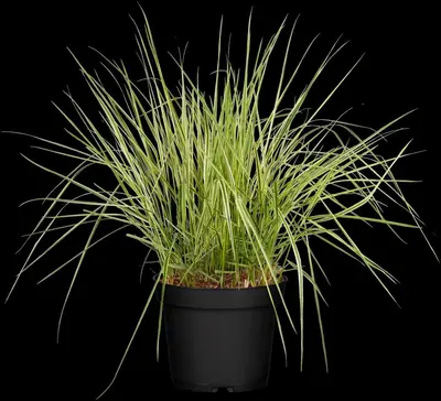 Calamagrostis x acutiflora 'Overdam' (Calamagrostis 'Overdam') - afbeelding 1