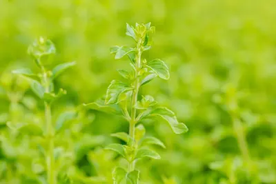 Calamintha Nepeta (Steentijm) - afbeelding 2