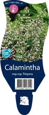 Calamintha Nepeta (Steentijm) - afbeelding 1