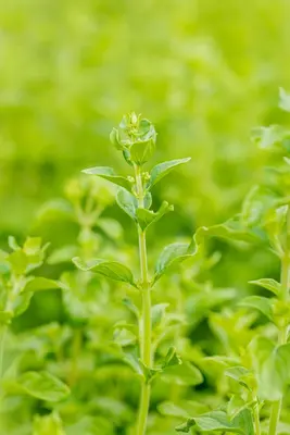 Calamintha Nepeta (Steentijm) - afbeelding 3