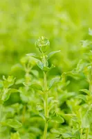 Calamintha Nepeta (Steentijm) - afbeelding 3
