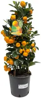 Calamondino p20 h100cm - afbeelding 1