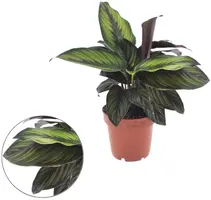 Calathea 'Beauty Star' 25cm - afbeelding 1
