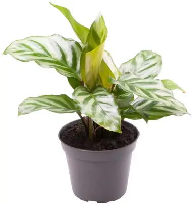 Calathea 'Freddie' (Pauwenplant) 13cm - afbeelding 1