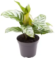 Calathea 'Freddie' (Pauwenplant) 13cm - afbeelding 1