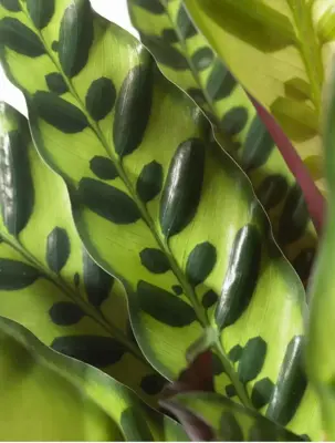 Calathea lancifolia 'Insigne' (Pauwenplant) 85cm - afbeelding 2