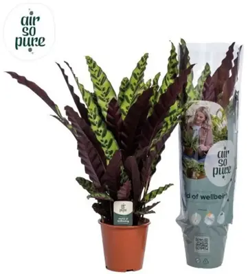 Calathea lancifolia 'Insigne' (Pauwenplant) 85cm - afbeelding 1