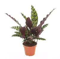 Calathea lancifolia 'Insignis' (Pauwenplant) 50cm - afbeelding 1